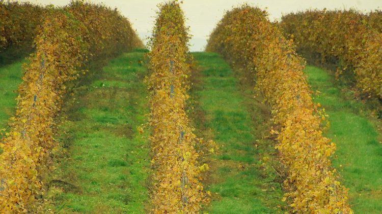 szőlő tőke sorköz