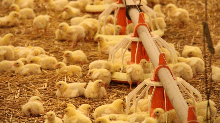 Áttörés a spóraalapú betegség-ellenállóság a baromfinál