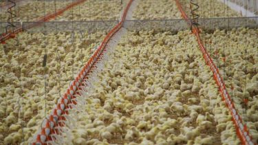 baromfi brojlercsirke-telep Magyarországon