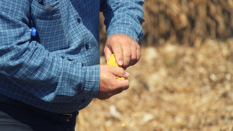 Bajban a kukorica, de meg kell menteni: a vízpótlás segít?