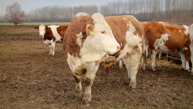 A járvány harmadával vetette vissza a magyar marhapiacot