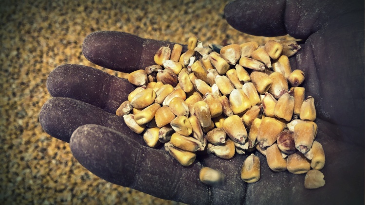 Példátlanul gyenge évünk van, intő jelek a gabonapiacon