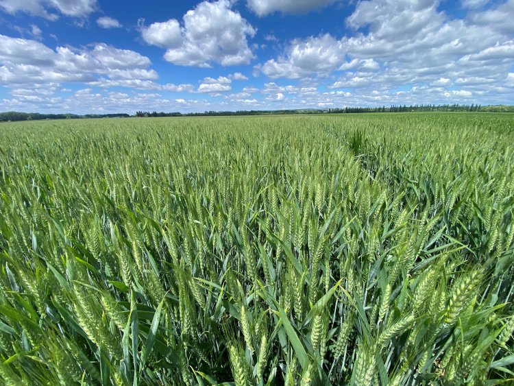 Cultro 12 TC kukoricatarló előkészítése vetés