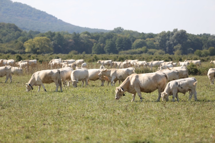 Legelőn tartott szarvasmarhák