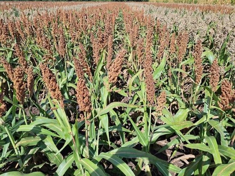 45 cm-es 240 ezres tőszámmal RGT HUGGO