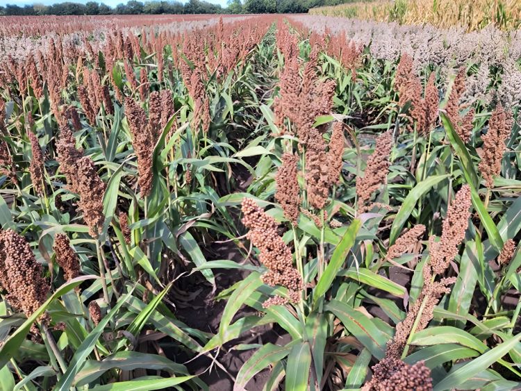 75 cm-es 240 ezres tőszámmal RGT HUGGO