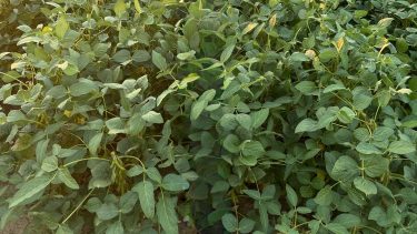 Saaten Union Allidea