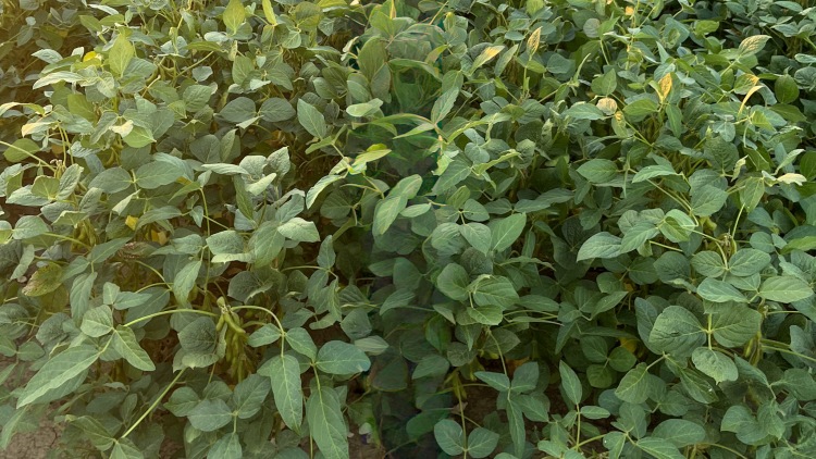 Korszerű szójafajták, megalapozott döntések