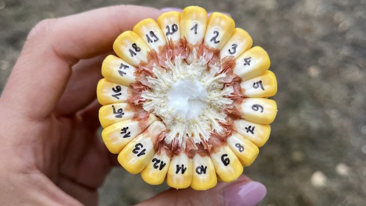 Van jövője a kukoricatermesztésnek Magyarországon