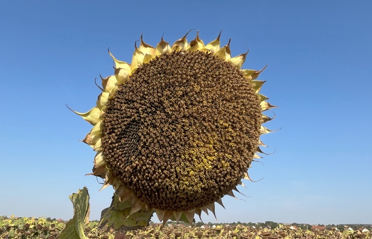 STINGER SU napraforgó