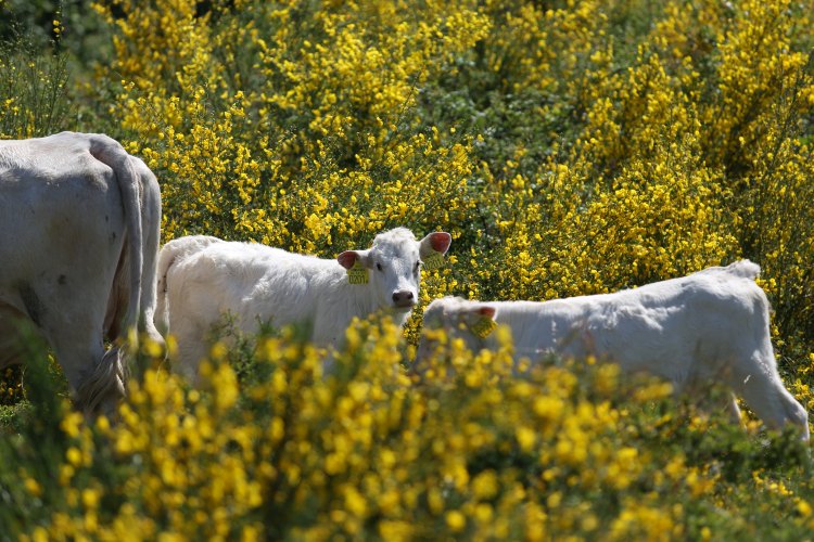 A kérődzés nyomon követése kulcsfontosságú