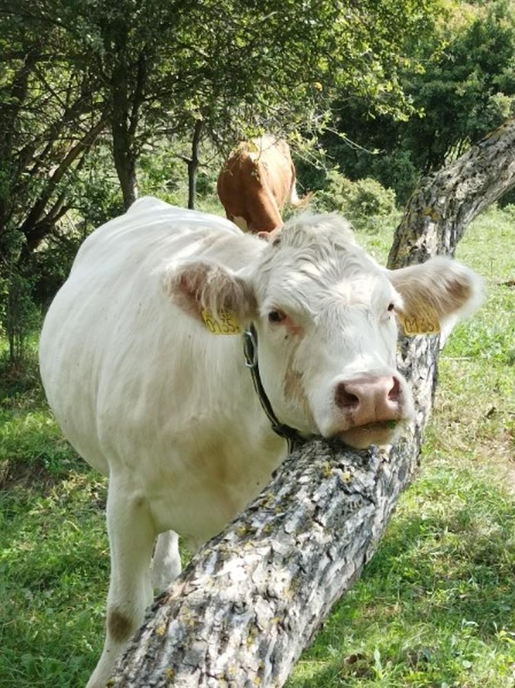 Árnyékban pihenő szarvasmarha