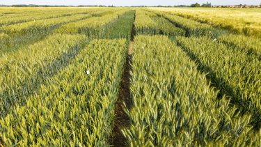 Árpa szántóföldi kísérleti parcellák