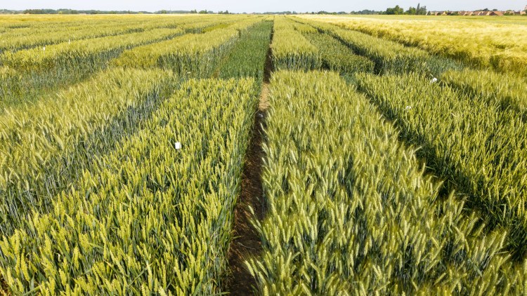 Az RAGT felvásárolja a Syngenta két árpavetőmag-üzletágát