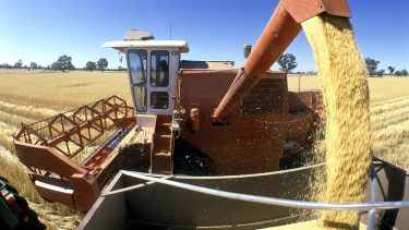 búza aratás Ausztrália