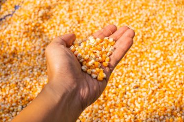 kukorica kézben