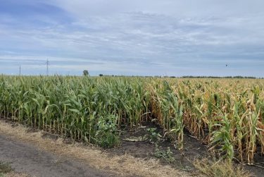 mikrobiologia kukorica