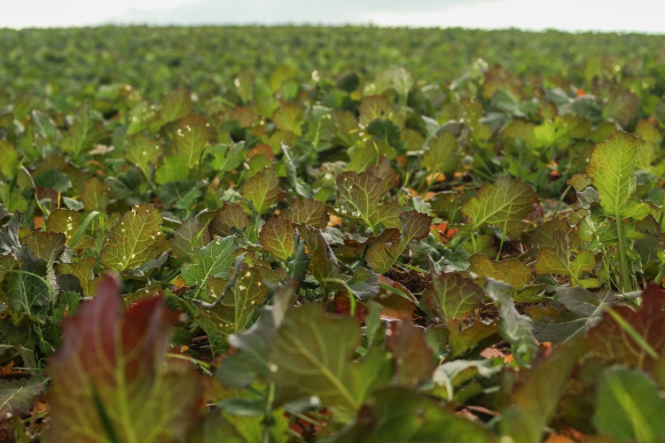 Ősztől tavaszig: így védjük meg a repcét a kártevőktől