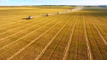 búza aratás Kazahsztán