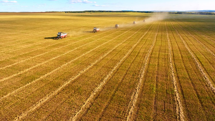 Megtorpant az orosz export, Kazahsztán úszik a búzában