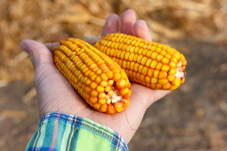 kukorica
