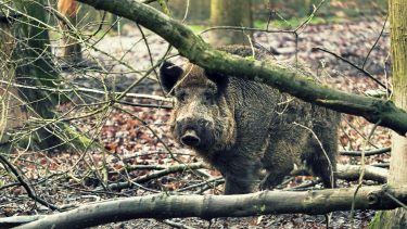 vaddisznó erdőben