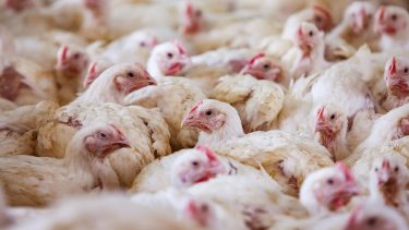 baromfi egy kazahsztáni állattartótelepen