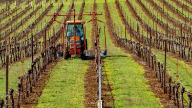 szőlő talajfertőtlenítés növényvédelem