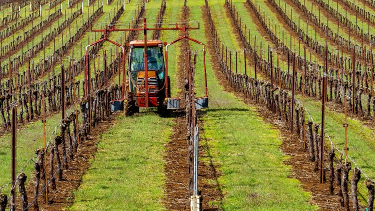 Szigor a szőlőkben, a hegybíró kivágathatja az ültetvényt