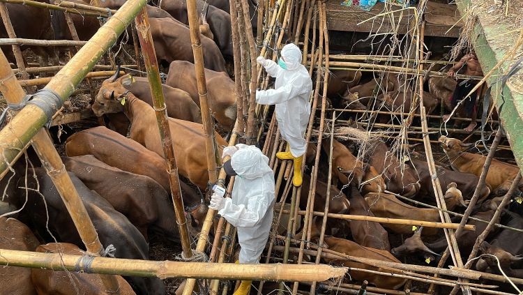 biológiai biztonsági élőállat-ellenőrzés egy hajón szállított szarvasmarhákra