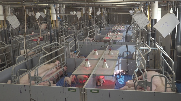 Precíziós technológia, kimagasló hozamok a Sano sertéstelepén