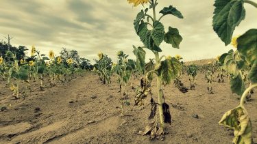 Aszályos napraforgó Csongrád megyében
