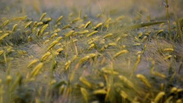 Kalászos gabona egy magyarországi szántón