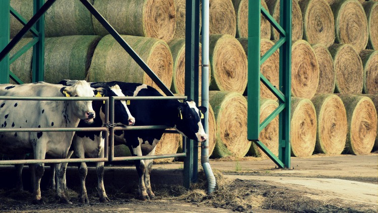 Kevesebből többet: az árak mentették meg idén az agráriumot