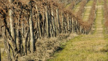 Szőlő ültetvény, tőke Baranya megyében