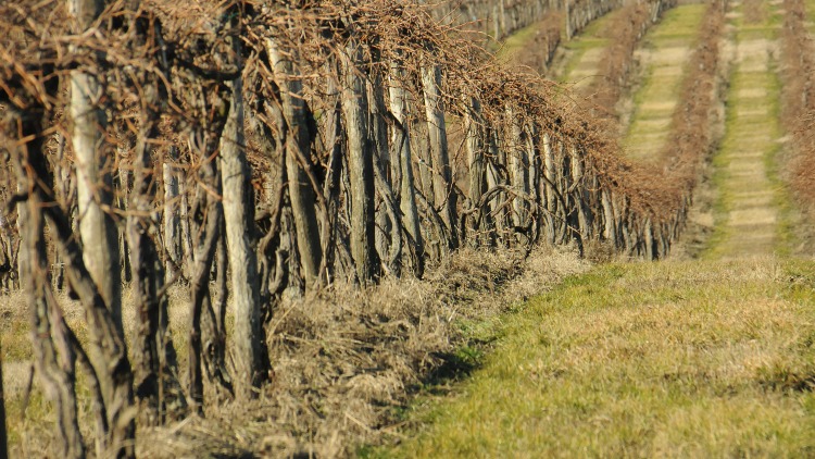 Szőlő ültetvény, tőke Baranya megyében