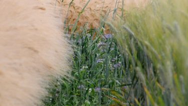 Diverz vetés, facélia a kalászosok között (Fotó: Horizont Média)
