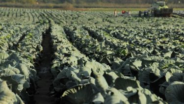 Káposzta betakarítás traktorral egy közép-magyarországi gazdaságban