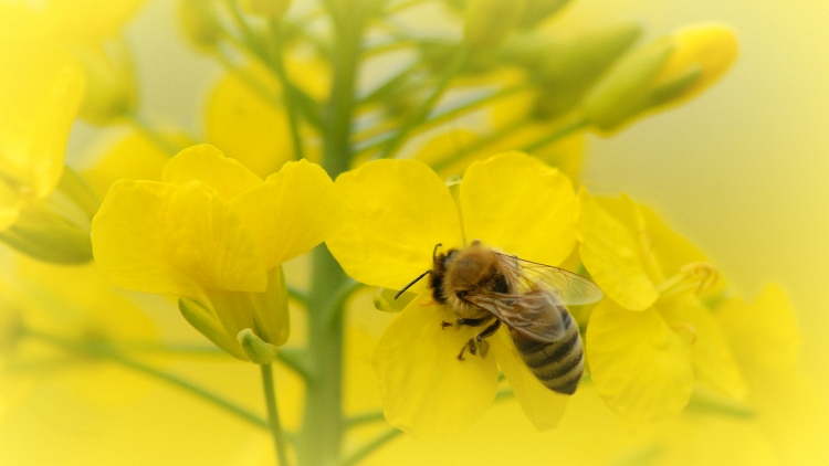 Támogatás-milliárdok a méhészeknek, folyik a kifizetés