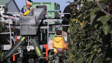 Almaszüret egy közép-magyarországi intenzív ültetvényen (Fotó: Horizont Média)