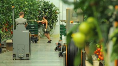 Paradicsom-üvegházi logisztika Dél-Magyarországon (Fotó: Horizont Média)