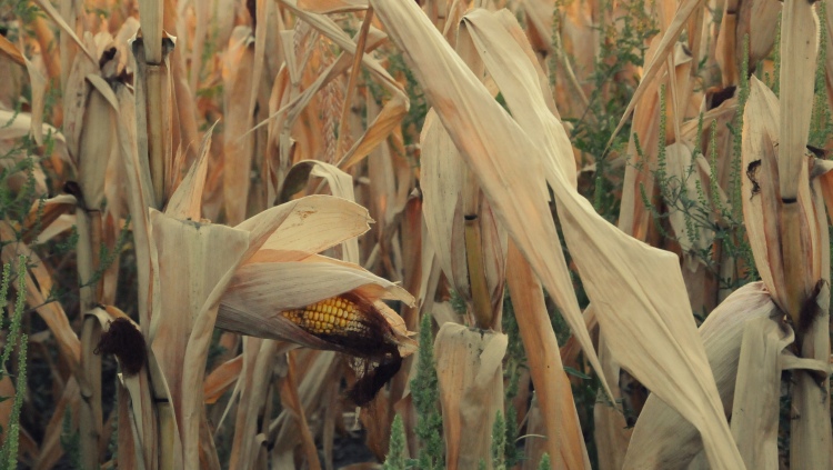 Kukorica a 2024-as aszályban