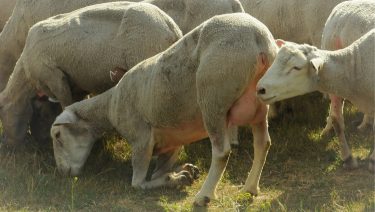 Legelő juhok a Homokhátságon