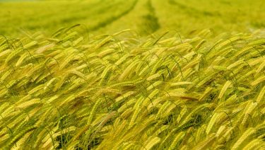 Búzatábla Tolna megyében (Fotó: Horizont Média/archív)