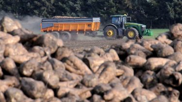 Cukorrépa-betakarítás Nógrád megyében