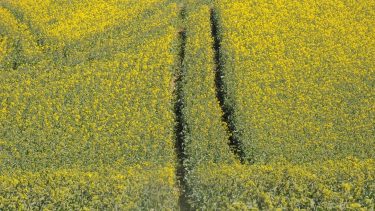 Repce egy Somogy megyei táblán (Fotó: Horizont Média)