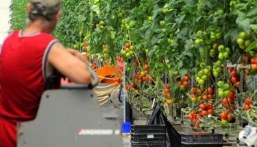 Paradicsom- és zöldségtermesztő kertészeti vállalkozás