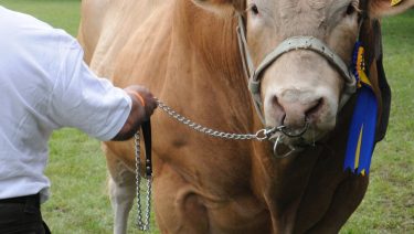 Szarvasmarha tenyészállat-verseny Hódmezővásárhely