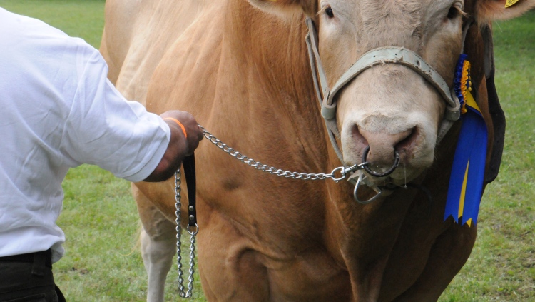 Szarvasmarha tenyészállat-verseny Hódmezővásárhely