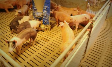 Fiatal sertések egy kelet-magyarországi nagygazdaságban